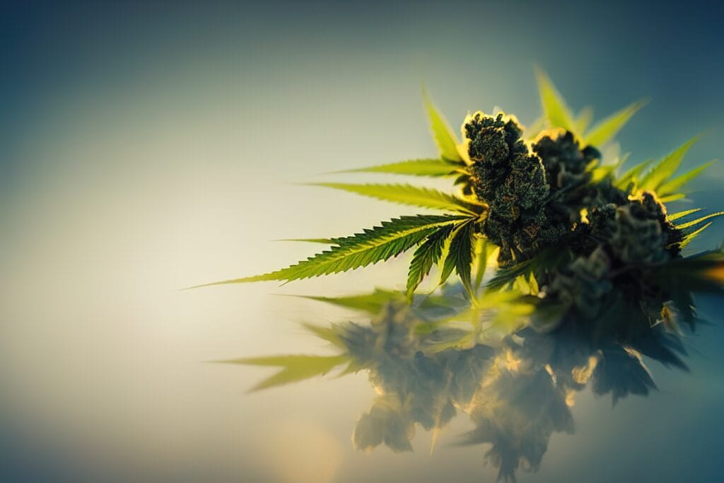 Cannabis flower