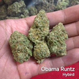 Obama Runtz - Hybrid