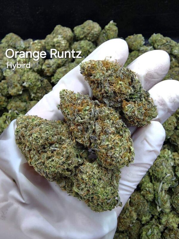 Orange Runtz - Weed Strain - Koh Kood Island