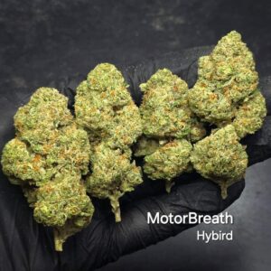 Motorbreath hybrid - Motorbreath Marijuana Strain