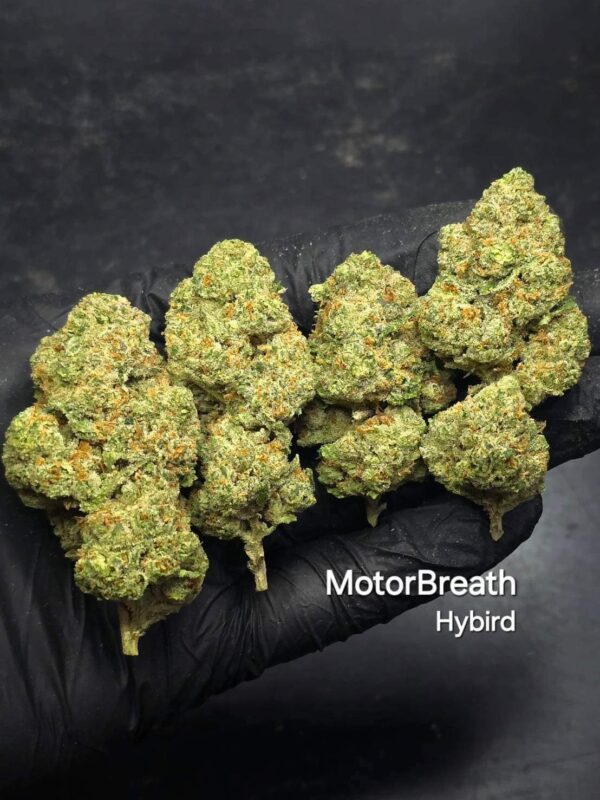 Motorbreath hybrid - Motorbreath Marijuana Strain