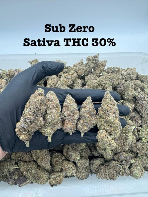 Sub Zero - sativa - Weed strain