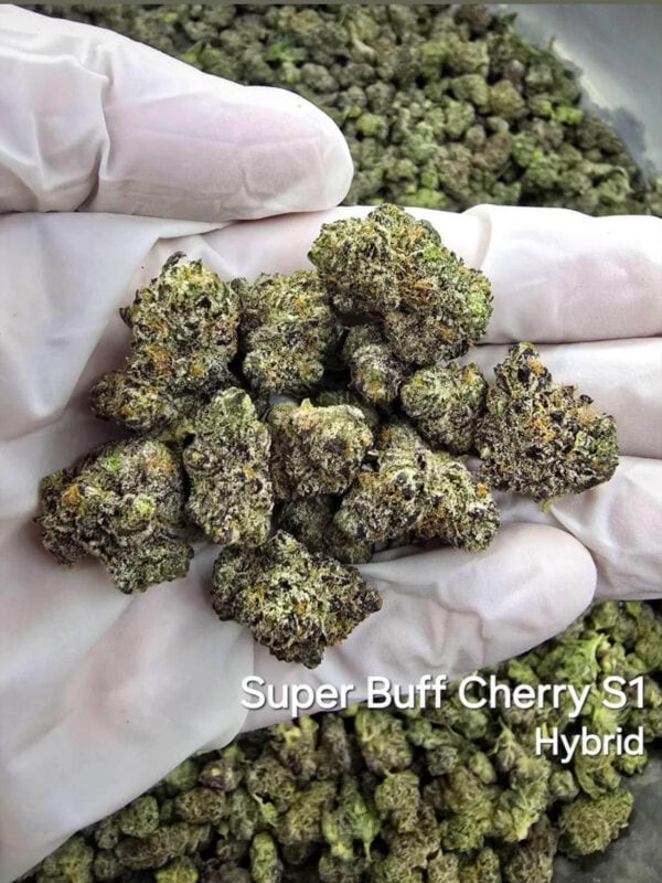 Super Buff Cherry - hybrid - Marijuana Strain