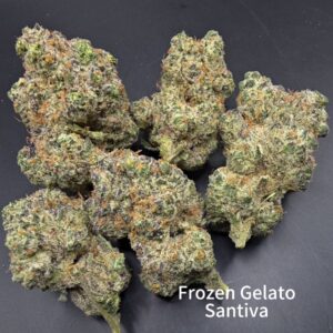 Frozen Gelato - Sativa - Strain