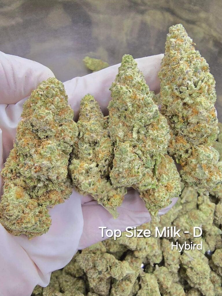 Milk-D - Hybrid Weed Strain - Koh Kood Island