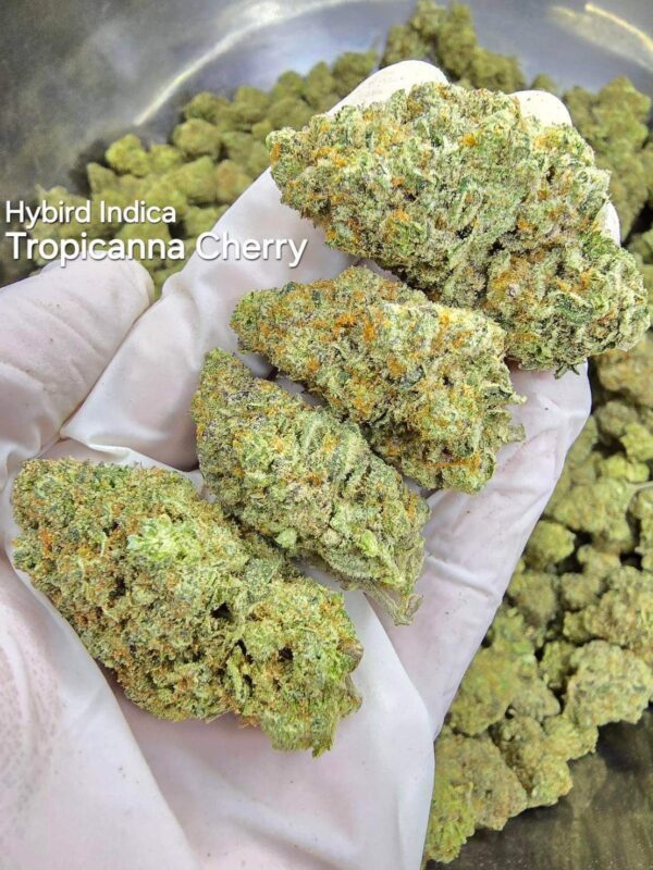 Tropicana Cherry - Hybrid Indica Weed Strain - Koh Kood Island